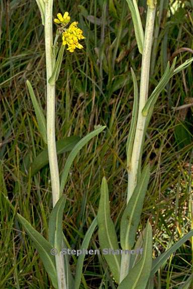 senecio hydrophilus 3 graphic